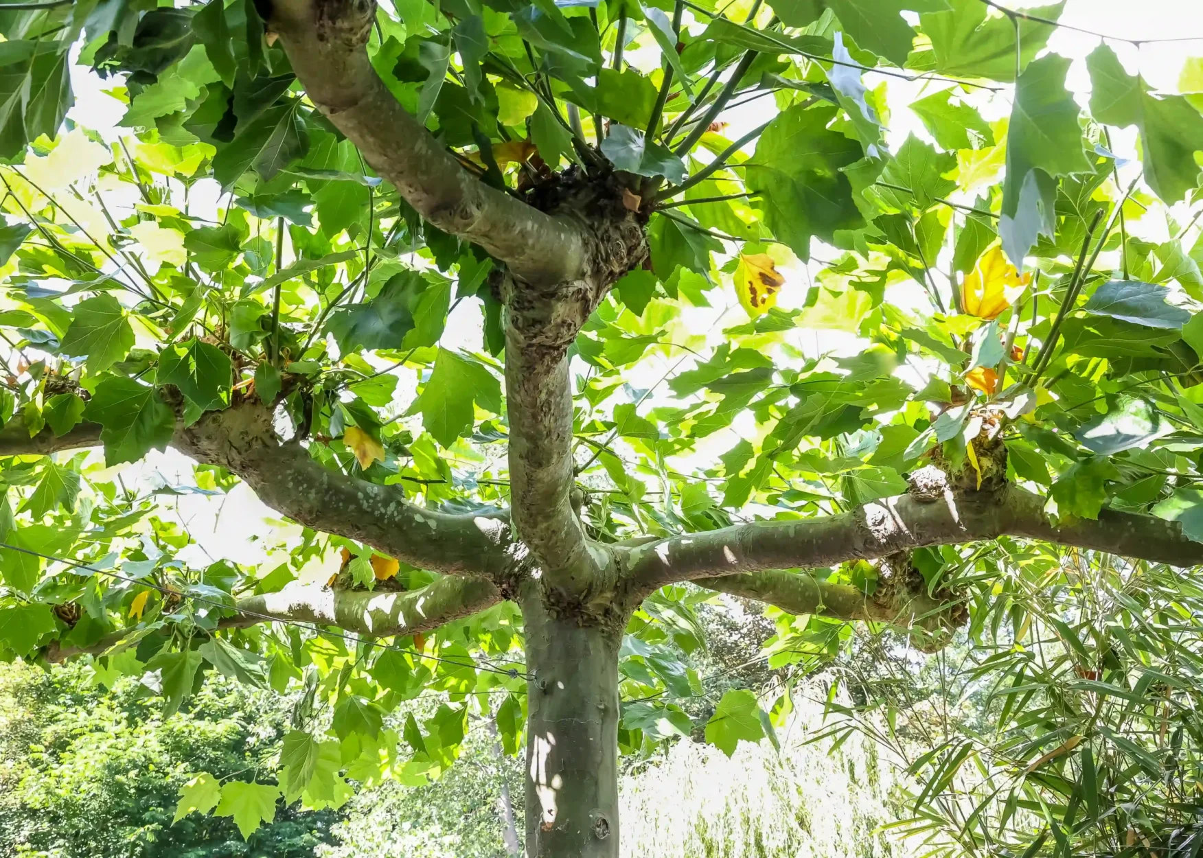 IGC Hoveniers - Hovenier scheveningen